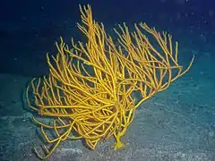 Leptogorgia viminalis, Acantilado de los Gigantes, Isla de Tenerife, España