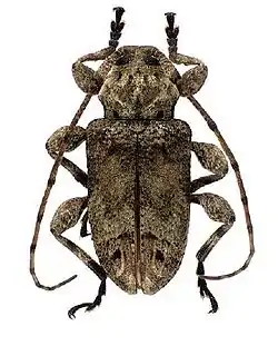 Leptostylopsis poeyi