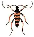 Leptura aurulenta