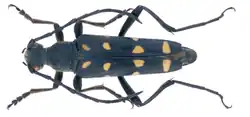 Leptura duodecimguttata