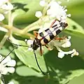 Leptura ochraceofasciata