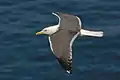 L. f. graellsii en vuelo cerca de Skomer, Gales