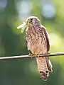 Cernícalo primilla comiendo un insecto.