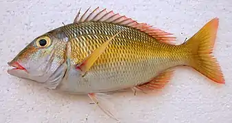 Lethrinus atkinsoni