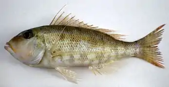 Lethrinus genivittatus