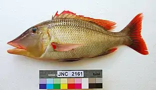 Lethrinus miniatus