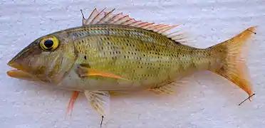 Lethrinus ravus