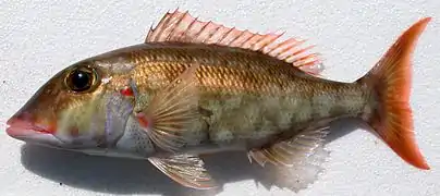 Lethrinus rubrioperculatus