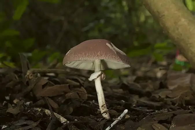 Leucoagaricus lilaceus (especie continental)