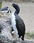 Un guanay en cautividad, en un aviario de Alemania.