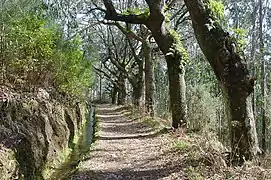 Levada da Serra do Faial.