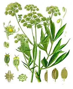 Levisticum officinale W.D.J.Koch