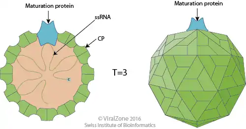 Cápside de la clase Leviviricetes que infecta bacterias y arqueas.