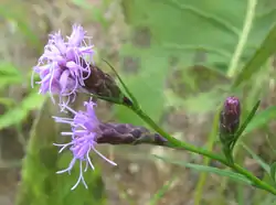 Liatris cylindracea