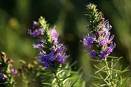 Liatris glandulosa