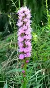 Liatris spicata