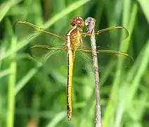 Libellula needhami