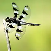 Libellula pulchella