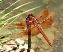 Libellula saturata