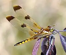 Libellula semifasciata