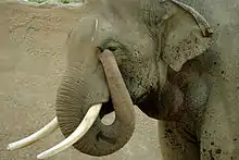 elefante indio