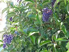 Frutos de Ligustrum lucidum