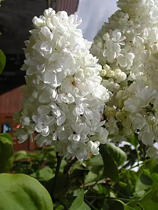 Cultivar de lila de doble flor