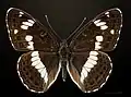 Lado dorsal MNHT