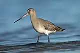 Limosa haemastica Especie que habita Humedal del Río Maullín