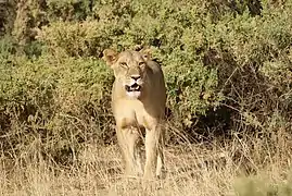 Leona en Samburu, Kenia.