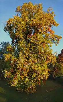 Aspecto otoñal de L. tulipifera