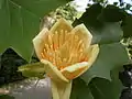 Detalle de la flor de Liriodendron tulipifera