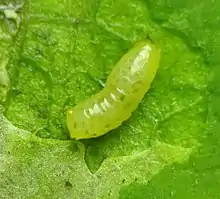 Liriomyza asclepiadis, Agromyzidae, en hoja de Asclepias.