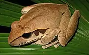 Litoria jungguy