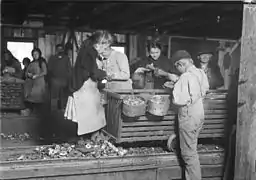 Little Lottie, niños abriendo ostras en Alabama Canning Co., 1911, Bayou La Batre.