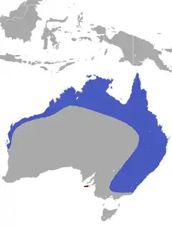 Distribución de Pteropus scapulatus (en azul).