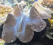 En el acuario de Waikiki