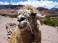 Llama en la Quebrada de Cafayate