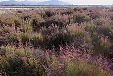 Ejemplares de siempreviva morada (Limonium caesium).