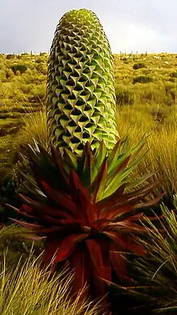 Lobelia deckenii en el Kilimanjaro.