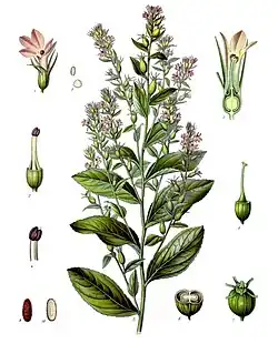 Lobelia inflata L.