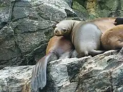 Lobos marinos en Punta de Choros.