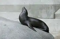 Ejemplar en el zoo de Múnich.