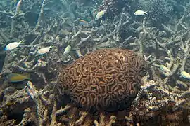 Lobophyllia en islas Fiyi