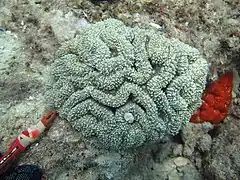 Lobophyllia flabelliformis