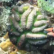 Lobophyllia hataii