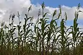 Una variedad local malauí de sorgo.