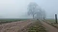 Lochemse Berg, los árboles en la niebla en el Hoge Enk