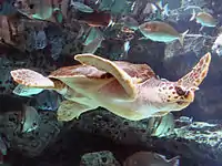 Photo of sea turtle swimming near a diverse group of fish