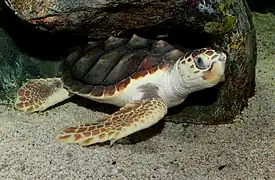 Caretta caretta